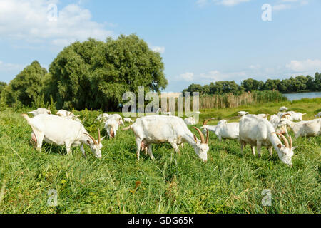Herd of farm milk goats  on a pasture Stock Photo