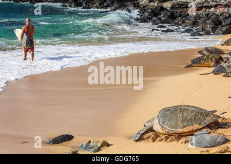 Hawaiian green sea turtles  rest at Hookipa Beach as surfer goes to sea Stock Photo