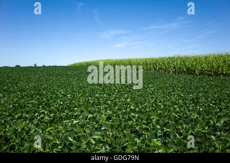 Field of soybeans and corn. Soybeans rank second, after corn, among the most-planted field crops in the U.S. Stock Photo