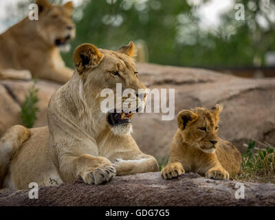 Two Lionesses and a cub resting on a rock at the Hogle Zoo Stock Photo