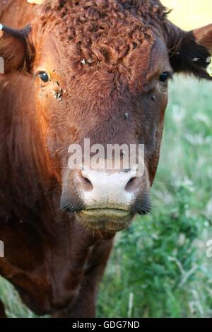 North Devon Red Ruby cattle grazing in the rolling countryside, Black ...