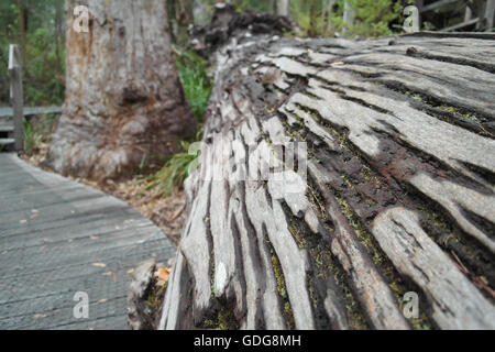 Cut down Marri/Eucalyptus tree in the Karri forest, Margaret River, Australia Stock Photo