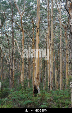 Karri forest in the Margaret River Region - Western Australia Stock Photo