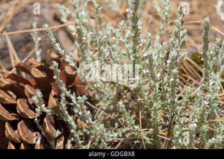 flora of Gran Canaria, flowering micromeria, locally called thyme, growing between pine trees Stock Photo