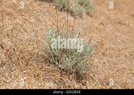 flora of Gran Canaria, flowering micromeria, locally called thyme, growing between pine trees Stock Photo