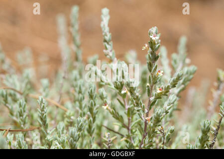 flora of Gran Canaria, flowering micromeria, locally called thyme, growing between pine trees Stock Photo