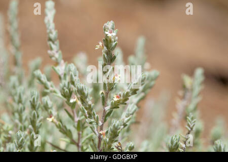 flora of Gran Canaria, flowering micromeria, locally called thyme Stock Photo