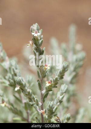 flora of Gran Canaria, flowering micromeria, locally called thyme Stock Photo