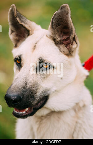 Close Up Portrait Of Young Happy East European Shepherd - Veo Or Byelorussian Shepherd - Is Breed Of Dog That Was Developed To C Stock Photo
