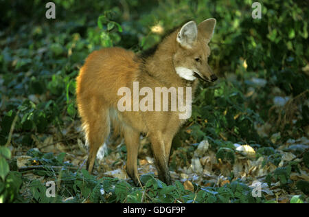 Maned Wolf, chrysocyon brachyurus, Adult Stock Photo