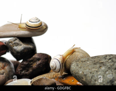 Two garden snails on colorful stones on white Stock Photo