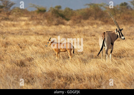 Beisa Oryx, oryx beisa, Female with Young in Savannah, Masai Mara Park in Kenya Stock Photo