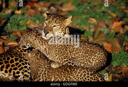 Leopard, panthera pardus, Mother with Cub Stock Photo