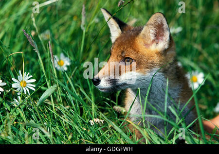 RED FOX vulpes vulpes, PORTRAIT OF ADULT IN LONG GRASS Stock Photo