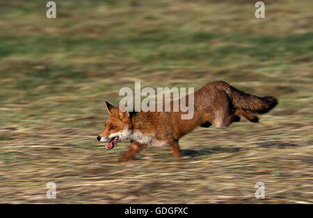 RED FOX vulpes vulpes, ADULT RUNNING THROUGH MEADOW Stock Photo