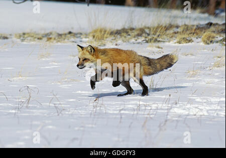 RED FOX vulpes vulpes RUNNING IN SNOW , CANADA Stock Photo