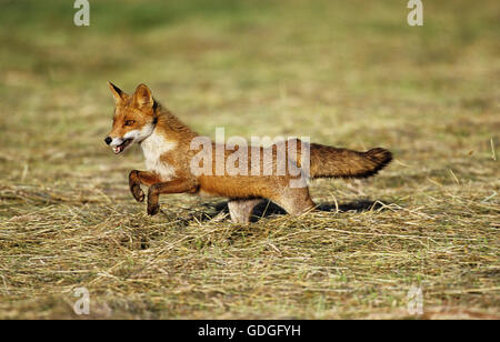 RED FOX vulpes vulpes RUNNING ON GRASS Stock Photo