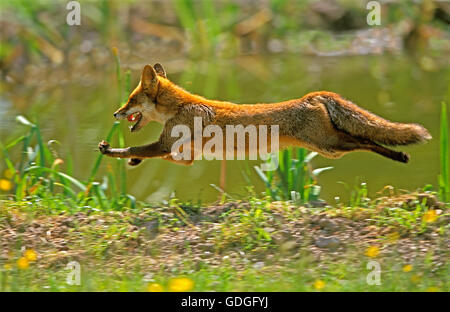 Red Fox, vulpes vulpes, Adult running, Normandy Stock Photo