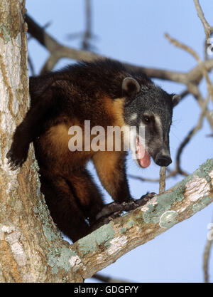 Ringtailed Coati or Coatimundi, nasua nasua, Adult perched in Tree, Pantanal in Brazil Stock Photo