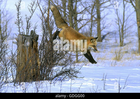 RED FOX vulpes vulpes LEAPING DOWN IN SNOW , CANADA Stock Photo