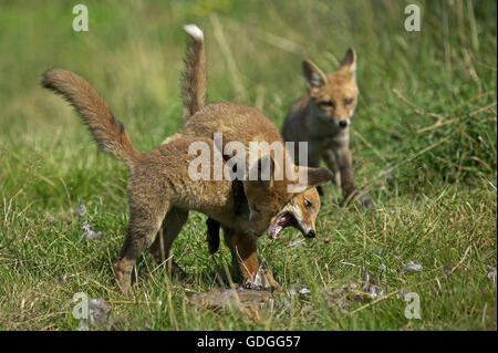 Red Fox, vulpes vulpes, Adult Fighting with a Partridge Kill, Normandy Stock Photo