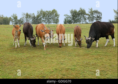 BANTENG bos javanicus, HERD WITH MALES AND FEMALES Stock Photo