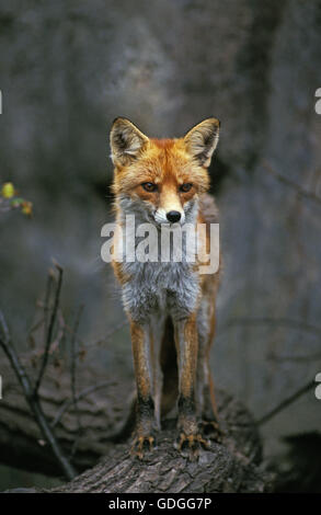 Red Fox, vulpes vulpes, Adult on Branch, looking around Stock Photo