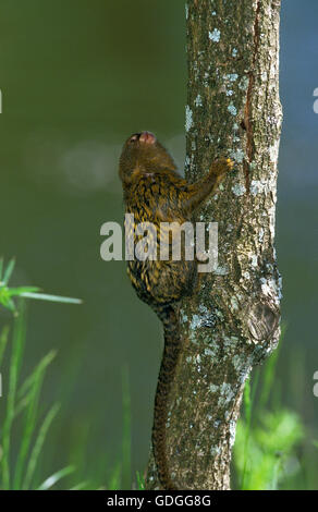 PYGMY MARMOSET callithrix pygmaea, ADULT ON BRANCH Stock Photo