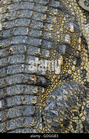 A Crocodile Farm near the City of Siem Riep in the west of Cambodia. Stock Photo