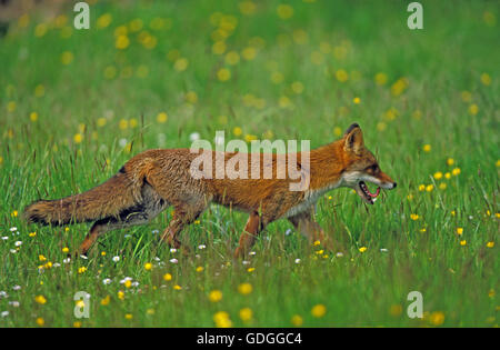 Red Fox, vulpes vulpes, Adult in Flowers Stock Photo