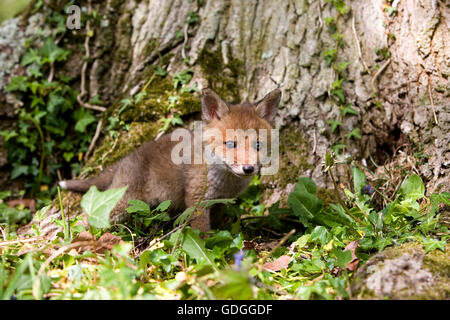 Red Fox, vulpes vulpes, Pup near Trunk, Normandy Stock Photo