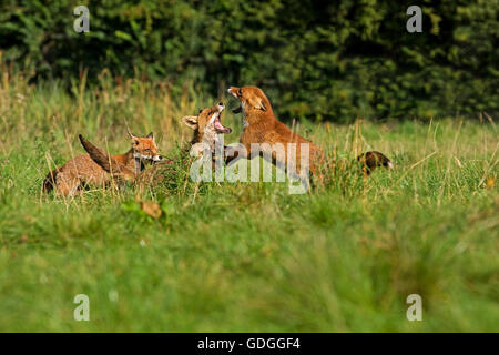 Red Fox, vulpes vulpes, Adults Fighting, Normandy Stock Photo