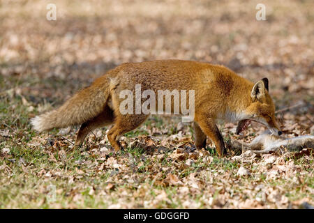 Red Fox, vulpes vulpes, Male hunting Wild Rabbit, Normandy Stock Photo