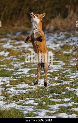 Red Fox, vulpes vulpes, Adult Leaping, Normandy Stock Photo