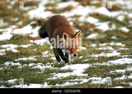 Red Fox, vulpes vulpes, Adult walking on Snow, Normandy Stock Photo