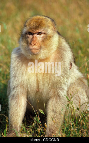 BARBARY MACAQUE macaca sylvana, FEMALE IN LONG GRASS Stock Photo