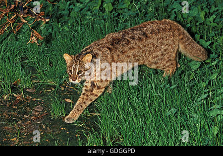 AMUR LEOPARD CAT OR SIBERIAN LEOPARD CAT prionailurus bengalensis euptilura Stock Photo