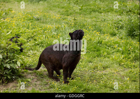 Black Leopard or Black Panther, panthera pardus, Adult looking up Stock Photo