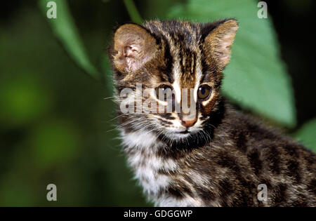 Amur Leopard Cat or Siberian Leopard Cat, prionailurus bengalensis euptilura, Cub Stock Photo