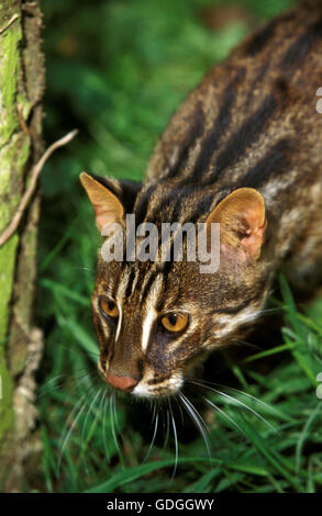 AMUR LEOPARD CAT OR SIBERIAN LEOPARD CAT prionailurus bengalensis euptilura Stock Photo