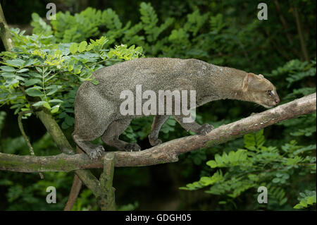 Jaguarundi, herpailurus yaguarondi, Adult on Branch Stock Photo