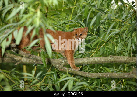 Jaguarundi, herpailurus yaguarondi, Adult on Branch Stock Photo