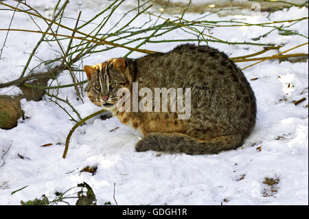 Amur Leopard Cat or Siberian Leopard Cat, prionailurus bengalensis euptilura Stock Photo
