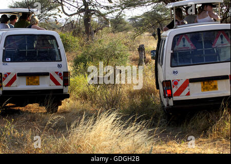 Leopard, panthera pardus, Adult and Tourists in Safari Vans, Masai Mara Park in Kenya Stock Photo