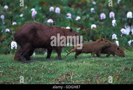Capybara, hydrochoerus hydrochaeris, Female with Cub, Pantanal in Brazil Stock Photo