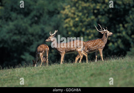 Axis Deer, axis axis, Male on Grass Stock Photo