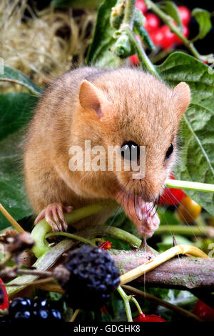 COMMON DORMOUSE muscardinus avellanarius, ADULT IN BRAMBLE, NORMANDY IN FRANCE Stock Photo