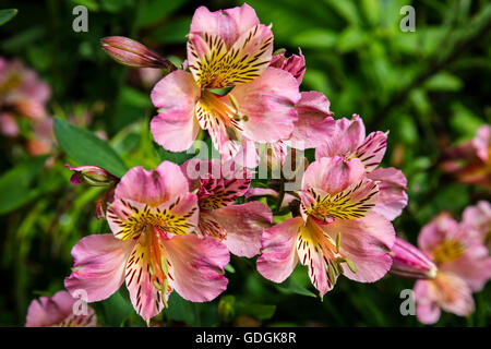 Pink Alstromeria flowers in a garden. Stock Photo