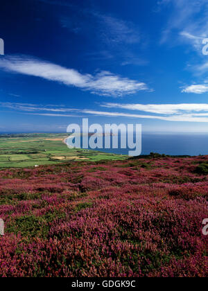 Bell heather in flower on the slopes of Mynydd Rhiw with farmland, dunes, the Lleyn Coastal Path and Hell's Mouth (Porth Neigwl) bay below. Stock Photo