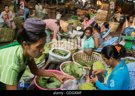 Betel nut at a Market near the City of Yangon in Myanmar in Southeastasia. Stock Photo